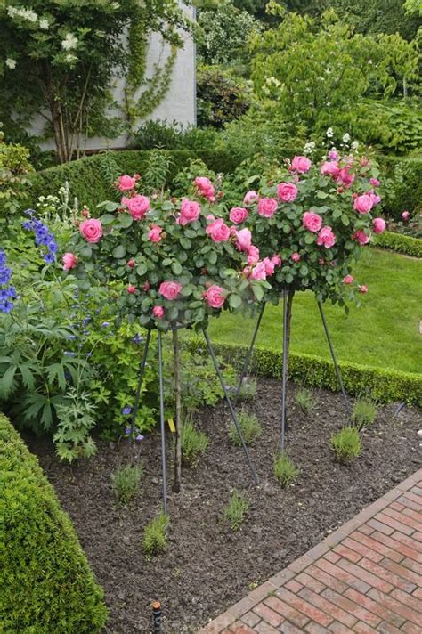 13 Most Beautiful Long Stem Roses for the Garden | Balcony Garden Web