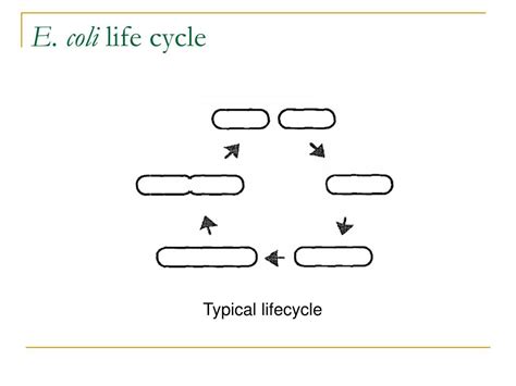 Ppt How E Coli Find Their Middle Powerpoint Presentation Free Download Id3410545