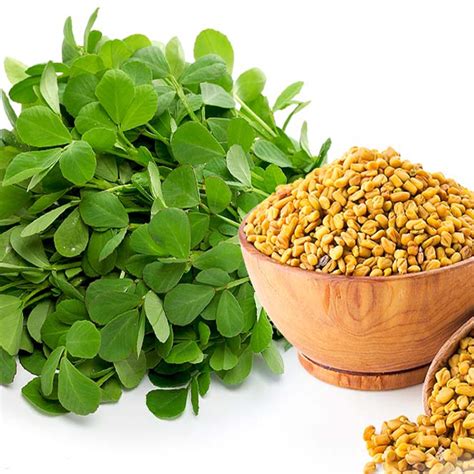 Fenugreekmethi Traditional Seeds Gardenhunt