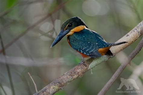 Wild Pantanal - Fascination Wildlife