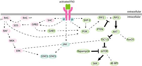 Dendritic Cell Flt Regulation Roles And Repercussions For