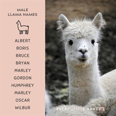 220+ Best Llama Names (Adorable, Funny, and Cool) - Every Little Name