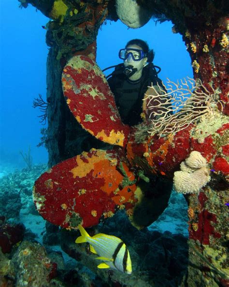 Scuba Diving - Stuart Coves - Bahamas Dive Shop & Tours