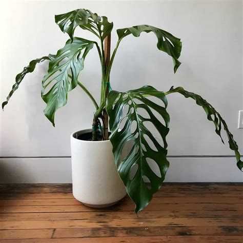 16 Types Of Monstera Different Varieties To Grow Paisley Plants