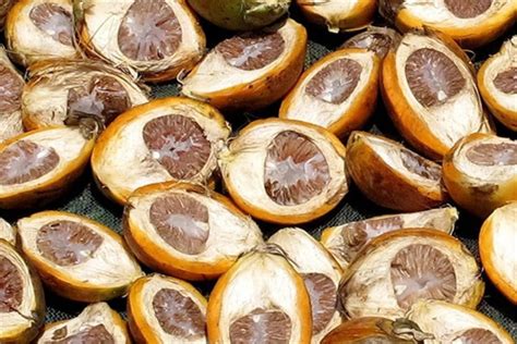 Betel Nut Betal Nut Dried Herb Areca Nut Hiherb 50 Grams Etsy