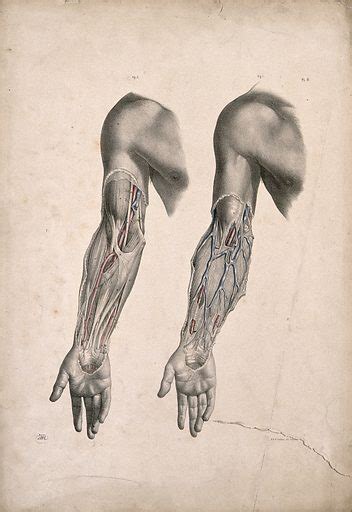 Dissection Of Muscles And Blood Vessels Of The Upper Arm Two Free