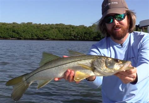 How To Use Cut Ladyfish For Redfish Snook Trout And Sharks