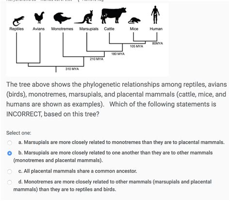 Placental Mammals Examples