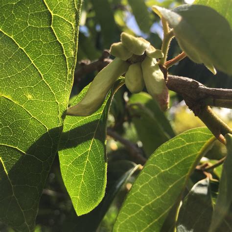 Cherimoya (Annona cherimola) Seeds | Tyler Farms