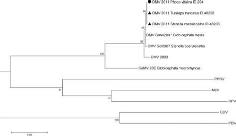 Phylogenetic Tree Morbillivirus Phylogeny Inferred By Maximum