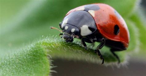 Ladybird Beautiful Ladybird 1200x630 12633