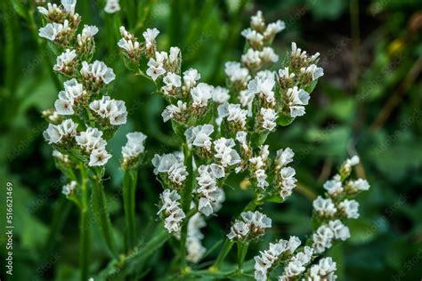 White Statice Flowers Growing In An Outdoor Flower Garden Stock Foto