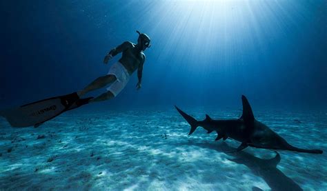 Bahamas Shark Diving By Shark Explorers