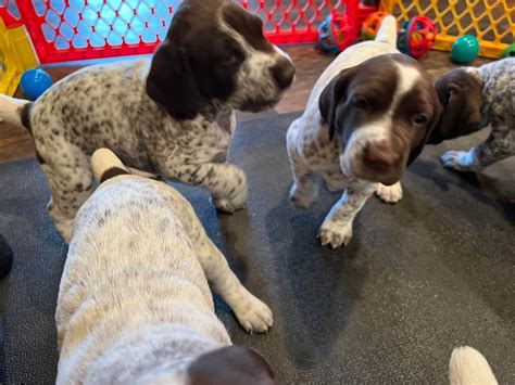 German Shorthaired Pointer Puppies For Sale