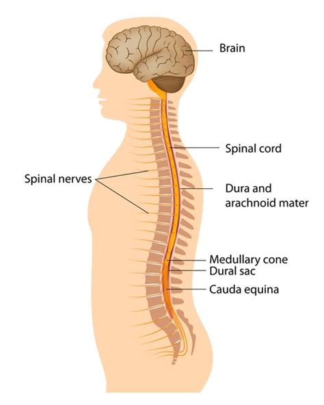 11,867 Brain And Spinal Cord Royalty-Free Images, Stock Photos ...