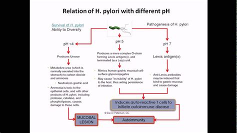 Influence Of Ph On Helicobacter Pylori Life Cycle Youtube