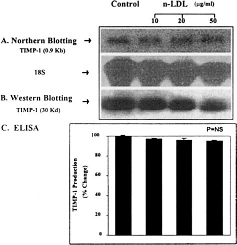 Oxidized Low Density Lipoprotein Regulates Matrix Metalloproteinase 9