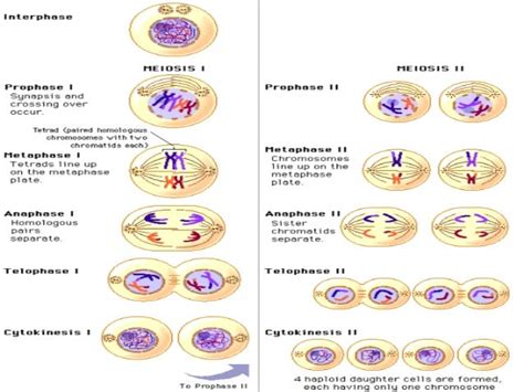 Prophase In Mitosis Vs. Meiosis