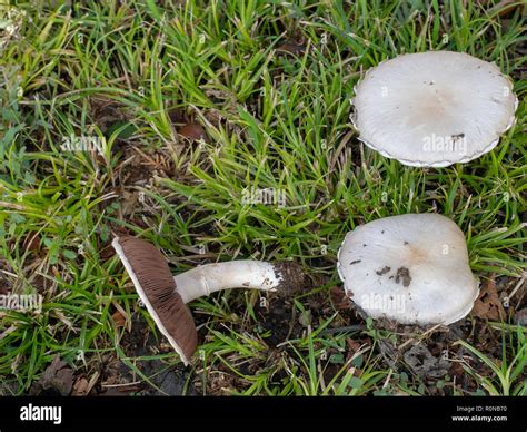 These look like edible wild Field Mushrooms Agaricus campestris but could be poisonous and it is ...