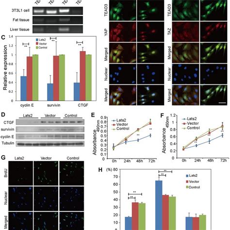 A Lats Mediated Enhanced Phosphorylation Of Yap And Taz Whole Cell