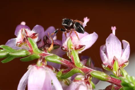 Rare Jumping Spider Discovered In Uk For First Time