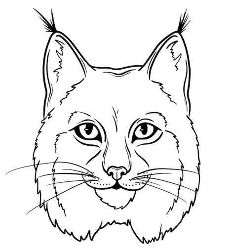 Illustration D art De Ligne De Visage De Chat Sauvage Lynx Dessiné à La