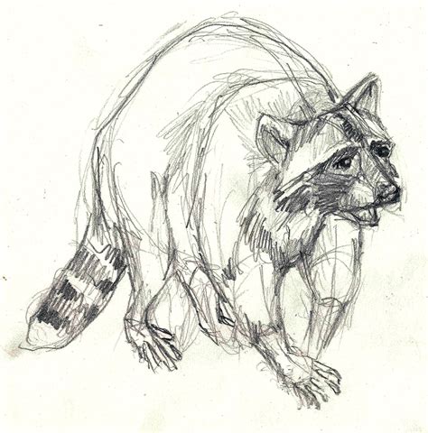 Pencil layout of raccoon strolling across our driveway. Pen Sketch, Pen ...