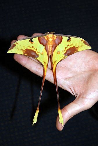 Malaysian Moon Moth Alchetron The Free Social Encyclopedia