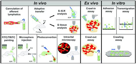 Schematic Depiction Of Current In Vivo And Ex Vivo Or In Vitro Methods