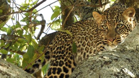 2 Días 1 Noche Parque Nacional de Tarangire y Lago Manyara GetYourGuide