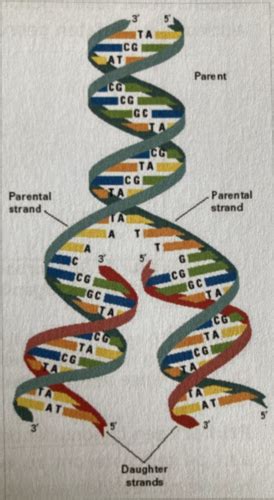 Biology Dna Flashcards Quizlet