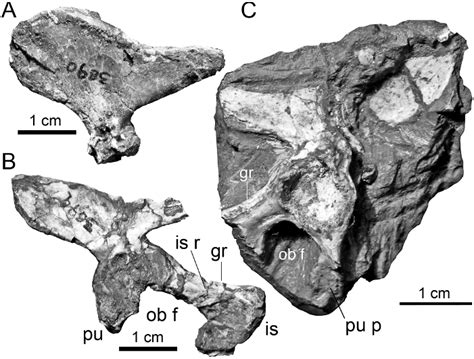 Cynognathus Seeley 1895 Plazi Treatmentbank