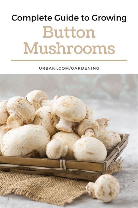 Complete Guide To Growing Button Mushrooms Stuffed Mushrooms White