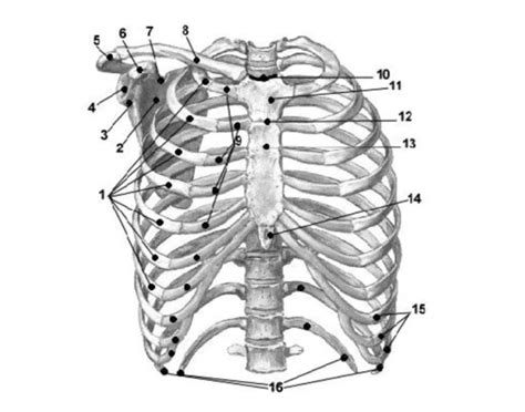 Anatomy of the Ribs Quiz