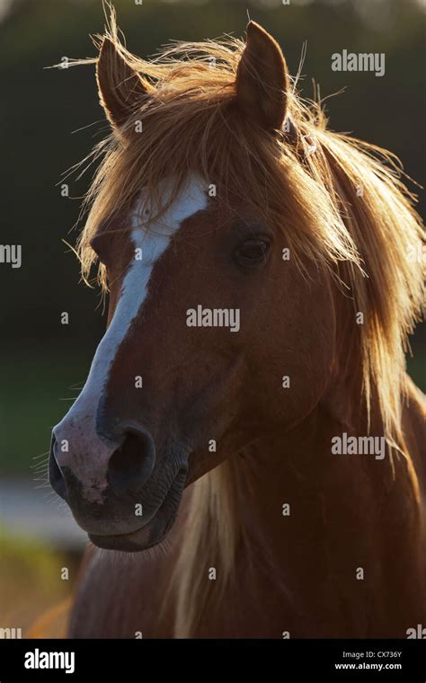 Chincoteague Wild horses ponies Island USA U.S.A Stock Photo - Alamy