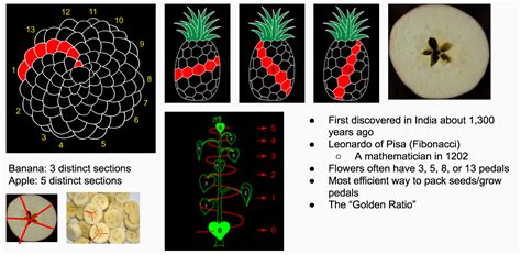 Fibonacci Sequence