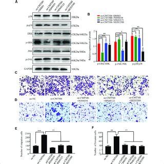 CMTM6 Activates MAPK Signaling To Regulate EMT A B Pathway