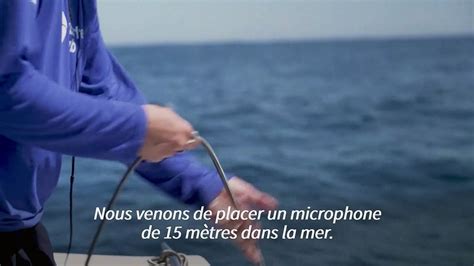 Au Brésil des chercheurs écoutent le chant des baleines Vidéo