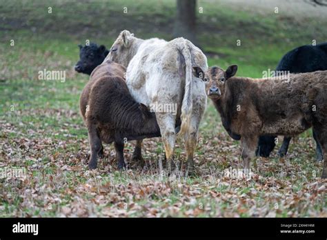 Sustainable Livestock Farming In Australia Regenerative Practices For