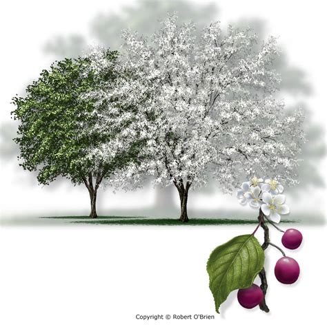 Prunus Mexicana