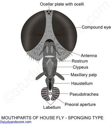 Butterfly Mouthparts