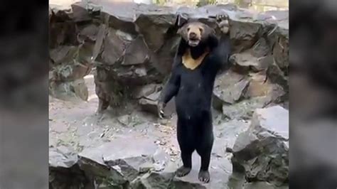 Is the Chinese Zoo Bear Real, or Human? Zoo Official Weighs In