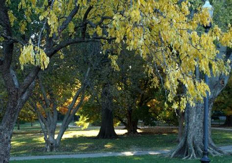 The Walking Trail In The Woodward Park Arboretum In Tulsa Ok