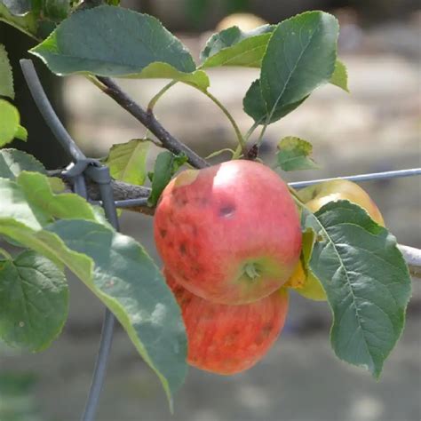 Pommier Rubinette MALUS Domestica Rubinette Pommier De Table