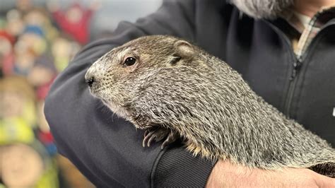 Peta Wants To Replace Punxsutawney Phil This Time With A Giant Coin