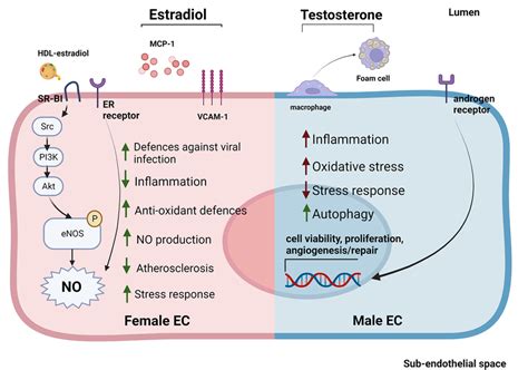 Sex Specific Gene Expression Patterns And Sexual Hormones Influence Ec Download Scientific