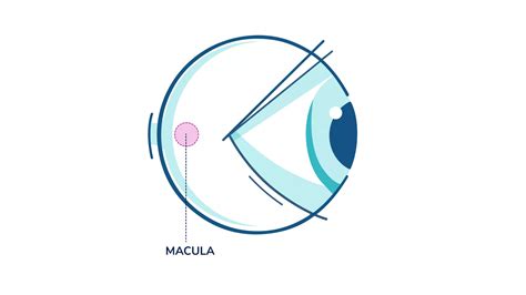 Learn The Basics Of Eye Care Acuvue® Contact Lenses