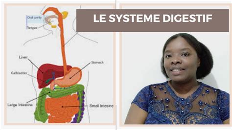 Le Systeme Digestif Youtube