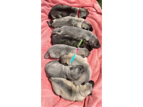 8 beautiful Alaskan Shepherd puppies for sale in - Puppies for Sale Near Me