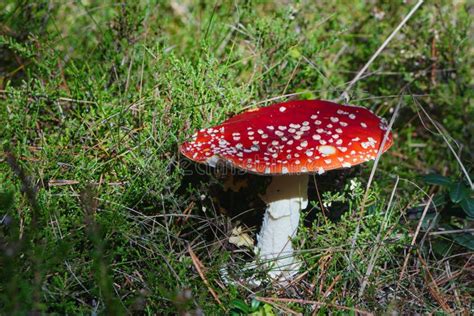 Mushrooms Toadstools Fly Red Mushrooms Fungi Red Amanita In Forest